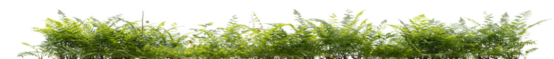 Fern and wild plant in nature with isolated on transparent background - PNG file, 3D rendering for create and design
