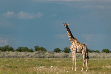 Gentle giraffe with calf in the savannah, animal of Africa
