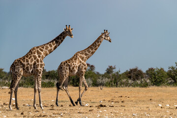 Gentle giraffe with calf in the savannah, animal of Africa
