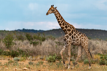 Gentle giraffe with calf in the savannah, animal of Africa
