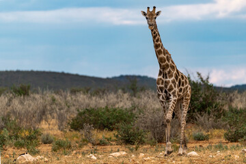 Gentle giraffe with calf in the savannah, animal of Africa
