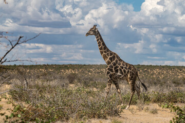 Gentle giraffe with calf in the savannah, animal of Africa
