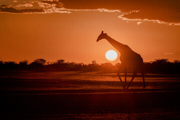 Gentle giraffe with calf in the savannah, animal of Africa
