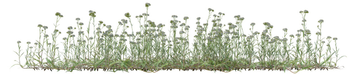 Common Yarrow flowers field in nature, Tropical forest isolated on transparent background - PNG file, 3D rendering for create and design