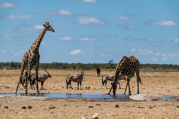 Gentle giraffe with calf in the savannah, animal of Africa
