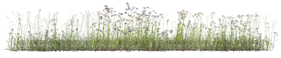 Various types of wild flowers and grass field in nature, Tropical forest isolated on transparent background - PNG file, 3D rendering for create and design
