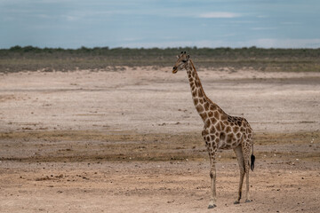 Gentle giraffe with calf in the savannah, animal of Africa
