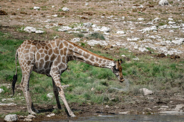 Gentle giraffe with calf in the savannah, animal of Africa
