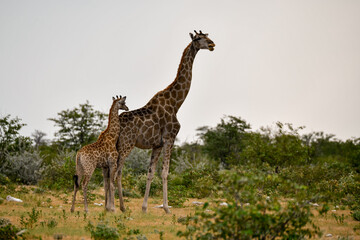 Gentle giraffe with calf in the savannah, animal of Africa
