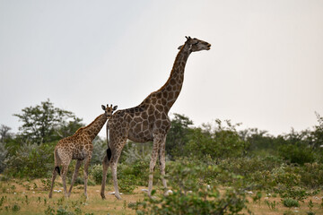 Gentle giraffe with calf in the savannah, animal of Africa
