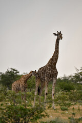 Gentle giraffe with calf in the savannah, animal of Africa
