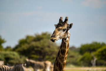 Obraz premium Gentle giraffe with calf in the savannah, animal of Africa 