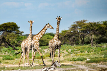 Gentle giraffe with calf in the savannah, animal of Africa
