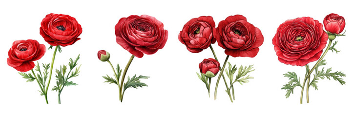 Watercolor set of red ranunculus. Ranunculus flowers with a red flower and a green stem. Elements for invitations, banners, postcards, etc. Watercolor red flowers.