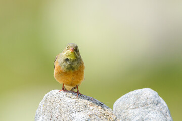 Ortolan bunting male vocal display perched Sierra de Gredos Spain