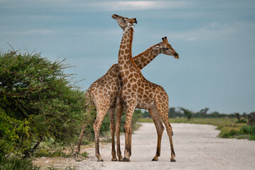 Giraffe in  Safari Africano  - Botswana