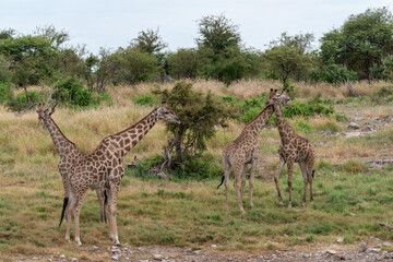 Giraffe in  Safari Africano  - Botswana