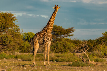 Giraffe in  Safari Africano  - Botswana
