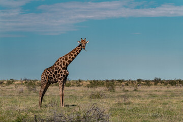 Gentle giraffe with calf in the savannah, animal of Africa
