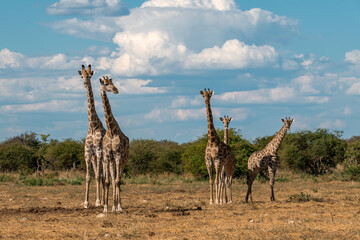 Gentle giraffe with calf in the savannah, animal of Africa
