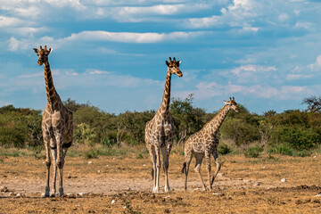 Gentle giraffe with calf in the savannah, animal of Africa
