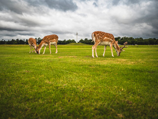 Grazing Deer Under Stormy Sky