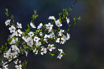 A close-up of blooming white cherry blossoms on a tree branch against a soft, vibrant green background. The image captures the essence of spring with delicate petals and fresh young leaves, 