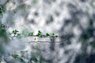 A close-up of blooming white cherry blossoms on a tree branch against a soft, vibrant green background. The image captures the essence of spring with delicate petals and fresh young leaves, 