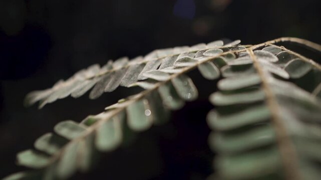 A detailed close-up shot showcasing the delicate structure of pinnately compound leaves, likely from a tree species found in Indonesia. The leaflets are small and arranged symmetrically along a centra