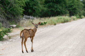 African kudu walking through thicket — animal of Africa
