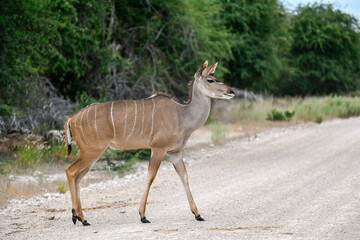 African kudu walking through thicket — animal of Africa
