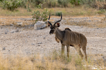 Fototapeta premium African kudu walking through thicket — animal of Africa 