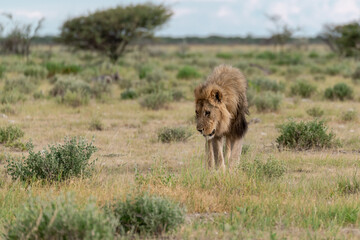 Lion Family with Cubs – African Wildlife - Animal of Africa