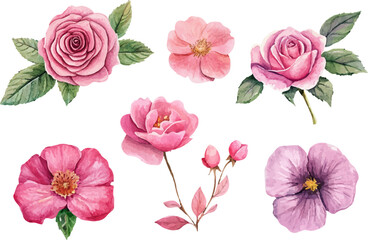 Botanical Watercolor Pink Rose