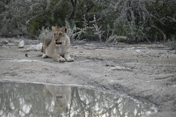 Lion Family with Cubs – African Wildlife - Animal of Africa