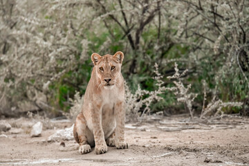 Lion Family with Cubs – African Wildlife - Animal of Africa