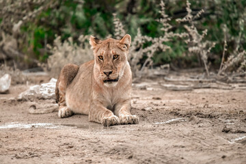 Lion Family with Cubs – African Wildlife - Animal of Africa