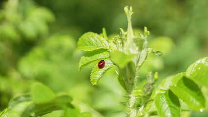 Seven spot ladybug, Coccinella septempunctata on rose plant, aphid or plant louse predator in the garden. Natural protection