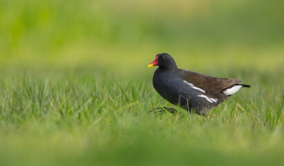 The common moorhen - adult bird in spring