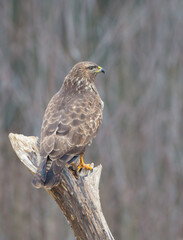 Common Buzzard in winter at a wet forest