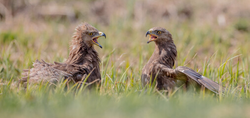 Lesser spotted eagle - pair of birds in spring