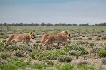 Lion Family with Cubs – African Wildlife - Animal of Africa