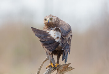 Lesser spotted eagle - male bird in spring