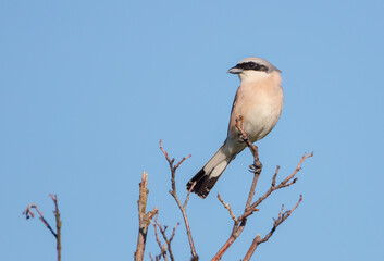 The red-backed shrike - in spring at a wetland