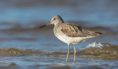 Common Greenshank feeding at a wetland in spring on a migration way