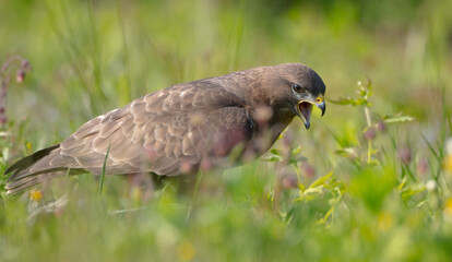 Common Buzzard in early spring at a wet forest