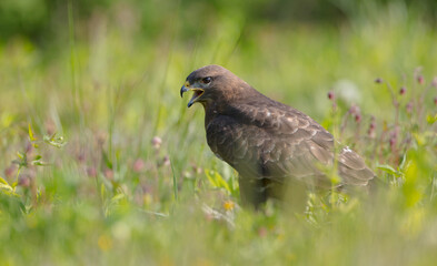 Common Buzzard in early spring at a wet forest