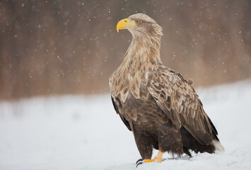 The white-tailed eagle - adult male - in early spring at the wet forest during the snowstorm