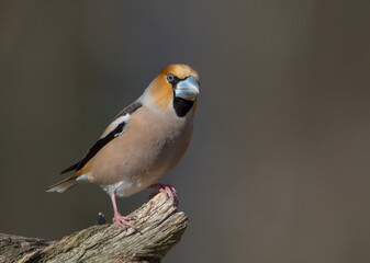 The hawfinch - male in spring at a wet forest