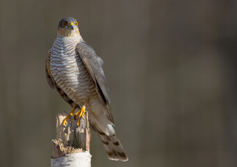 Eurasian Sparrowhawk - adult male at the wet forest in spring